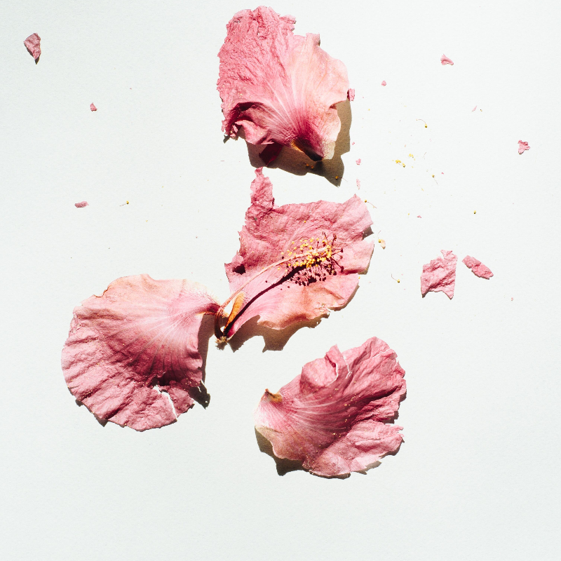 Rose petals on a white background