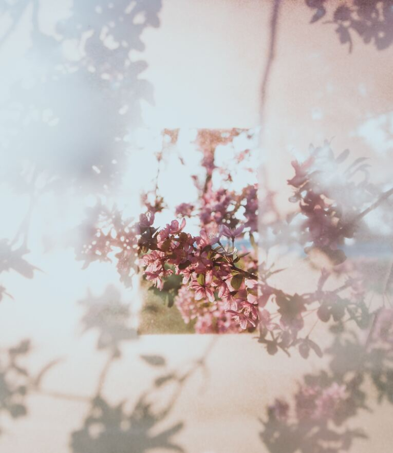 Faded image of a blossom tree